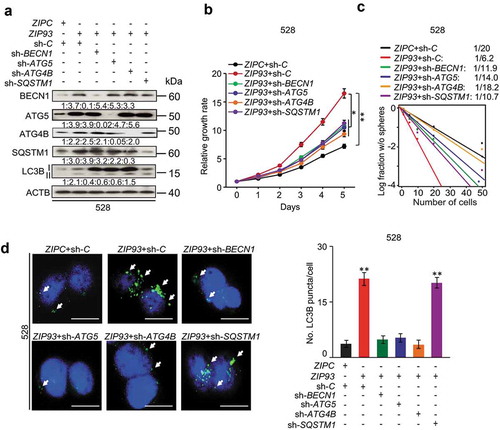 Figure 6. Autophagy regulators mediate MIR93 regulation of GSCs. (a) IB for BECN1, ATG5, ATG4B, SQSTM1, LC3B, and ACTB in GSC 528 with the indicated modifications. Quantifications in ratios of BECN1, ATG5, ATG4B, and SQSTM1 relative to ACTB, as well as LC3B-II:-I ratios are shown. (b and c) The effects of shRNA knockdown of BECN1, ATG5, ATG4B, and SQSTM1 in GSC 528 on GSC cell growth (b) or sphere-forming frequencies (c). (d) IF analyses for LC3B+ puncta in GSC 528 with the indicated modifications. Right panel, quantification of LC3B+ puncta (green) in the indicated GSCs. ZIPC, a control ZIP. Sh-C, a control shRNA. Cell nuclei were visualized with DAPI (blue). Arrows indicate stained LC3B+ puncta. Scale bar: 100 µm. *p < 0.05, **p < 0.01. Data are representative from 3 independent experiments with similar results.