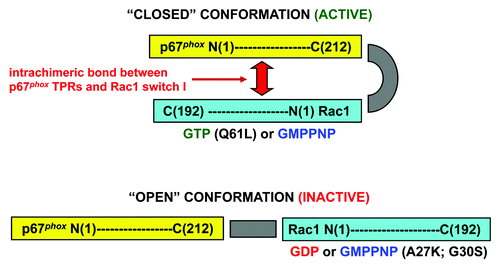 Figure 4. Hypothetical models of the “closed” (active) and “open” (inactive) conformations of the prototype chimera 3 and Rac1 moiety mutants. Nucleotide exchange to GMPPNP or mutation Q61L, in the Rac1 moiety, assuring that the chimera is permanently in the GTP-bound form, lead to a closed conformation. A GDP-bound form of the chimera or mutations A27K and G30S in the Rac1 moiety of the chimera, in the GMPPNP-bound form, prevent protein – protein interaction with the p67phox moiety and lead to an open conformation (modified from ref. Citation83).