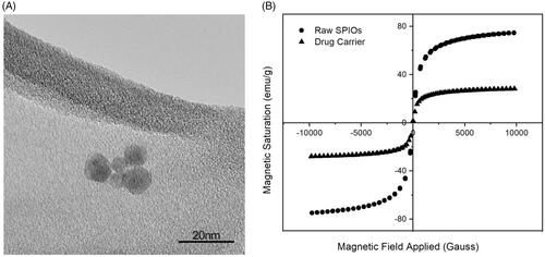 Figure 2. Characterization of SPIOs. (A) TEM image of the SPIOs. (B) Hysteresis curve of the raw SPIOs and the drug carrier using VSM.