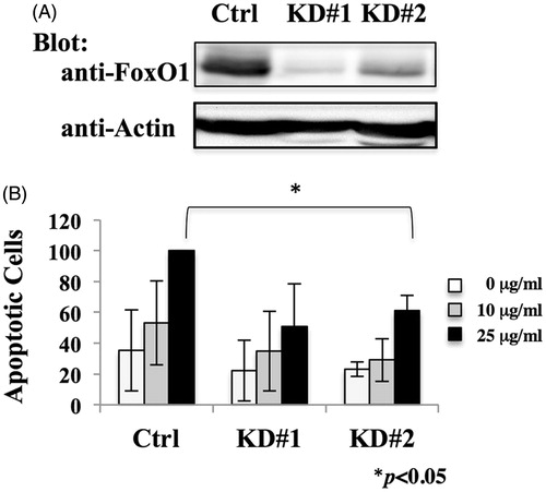 Figure 3. Effect of FoxO1 knock-down on MT-2Org cells. (A) Extracts from MT-2OrgCtrl, MT-2OrgKD#1 and MT-2OrgKD#2 cells were analyzed by immunoblotting using anti-FoxO1 and anti-actin antibodies. Data are representative of three independent experiments. (B) MT-2OrgCtrl and MT-2KD cells were treated with 10 (grey bars) or 25 (black bars) μg/ml chrysotile A for 24 h. Apoptotic cells were measured using flow cytometry. Values shown are relative to those of apoptotic cells of MT-2Ctrl treated with 25 μg/ml chrysotile A. Data shown are means ± SD of three independent experiments. Differences between Ctrl and KD#1 or Ctrl and KD#2 cells treated with 25 μg/ml chrysotile A were analyzed using a Student’s t-test.
