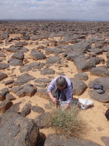 Dr Elizabeth Henton collecting plant samples in the Shubayqah area of the basalt desert