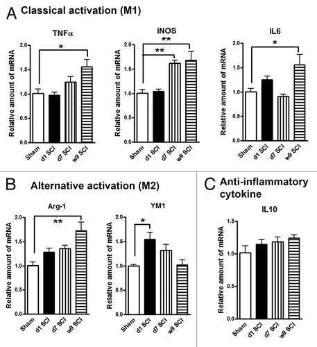 Figure 1. SCI alters expression of M1 (classical)/M2 (alternative) microglia genes in the hippocampus. (A) The mRNA levels of M1 type genes (TNFα, iNOS, IL6) were significantly increased in SCI rats at 7 d or 9 wk post-injury. (B) SCI induced M2a gene YM1 expression transiently at day 1, whereas Arg-1 elevation at 9 wk post-injury. (C) Anti-inflammatory cytokine IL10 was found no significantly changes at all-time points. *P < 0.05, **P < 0.01 vs. sham group. n = 4 (Sham), 6 (d1 SCI), 6 (d7 SCI), 5 (9 wk SCI).