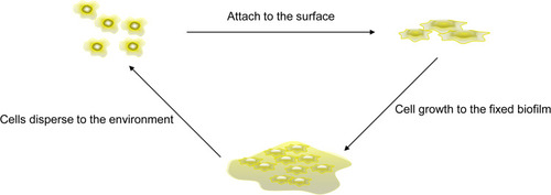 Figure 1 Biofilm formation process. Free cells adsorb after contacting the cell surface and then gradually grow into a cell colony. After maturation, they are released into a new environment, and a new cycle begins.