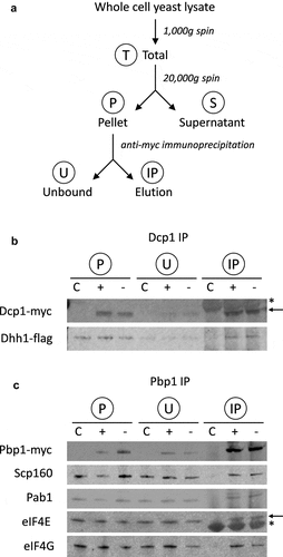 Figure 1. Purification of PBs and SGs. A. Schematic of purification process used to isolate PBs and SGs. Whole cell extracts were prepared from Dcp1p-myc and Pbp1p-myc tagged strains. Following cross-linking using formaldehyde, clarified cell extracts (T: Total fractions) were made using a gentle 1000 g centrifugation step to remove cell debris and any unbroken cells. An initial centrifugation step (20,000 x g) was then used to enrich high molecular weight (HMW) complexes (P: pellet fraction) away from supernatant (S). PBs and SGs were isolated from the P-fraction by immunoprecipitation of Dcp1p or Pbp1p, generating ‘unbound’ (U) and ‘elution’ (IP) fractions. B. Dcp1-myc co-immunoprecipitation of Dhh1-Flag as confirmation of the purification protocol for P-bodies. Samples are shown from glucose replete (+) and glucose depleted (-) conditions. C denotes an untagged control strain. Contaminating IgG light chain bands are indicated (asterisk). C. Pbp1-myc co-immunoprecipitation of Scp160, Pab1, eIF4E and eIF4G as confirmation of the purification of SGs. Contaminating IgG heavy chain bands are indicated (arrow).