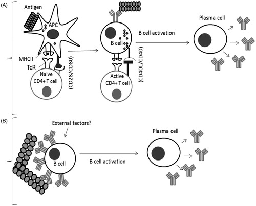 Figure 2. B-Cell activation mechanisms. (A) Classical response: Antigen is internalized by APC, and processed to peptide fragments that bind to major histocompatibility complex II (MHCII). Recognition by CD4+ T-cells stimulates cytokine secretion and B-cell activation followed by differentiation to plasma cells. (B) Breakdown of B-cell tolerance: B-cells can be activated to plasma cells by antigens possessing repetitive epitopes which cross-link antigen-specific BcR, triggering activation signals. External factors/signals could play a role in this process (Sauerborn et al., Citation2010; Ragheb & Lisak, Citation2011).