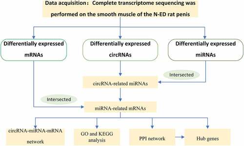 Figure 1. The process of constructing circular RNA ceRNA network and looking for hub genes in CNI-ED