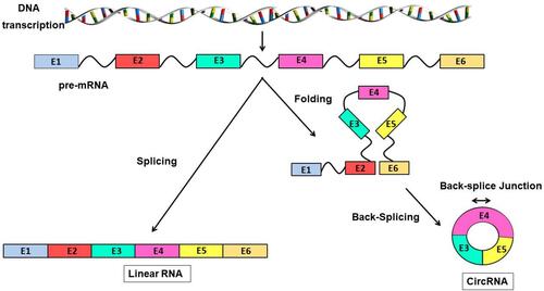 Figure 2 Formation of linear RNA and circRNAs DNA is transcribed into pre-mRNA, which in turn forms linear RNA or circRNAs in different ways. On the left, the pre-mRNA is directly spliced to form linear RNA. On the right, the pre-mRNA, by folding and then splicing end to end, forms a circRNA, which is more stable.