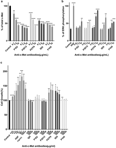 Figure 1. Identification of the lead P3D12 anti-c-Met antibody. cMet antibody candidates were tested for efficient c-Met internalization/degradation, minimal activation (non-agonistic) of the ERK pathway (low phosphorylation) and low cell growth induction (slow cell proliferation).(a) c-Met degradation in SNU-16 cells was measured with the SECTOR Imager 2400. Cells were treated with anti-c-Met antibodies and incubated for 24 h. Values are plotted as mean ± S.D. (n = 3). % total c-Met; * p < .05, ** p < .01, *** p < .001 and **** p < .0001 compared to control. Significance was determined with student t-test. (b) ERK phosphorylation in MKN-45 cells was measured with the SECTOR Imager 2400. MKN-45 cells were incubated with c-Met antibodies for 15 min. Values are plotted as mean ± S.D. (n = 3). % P-ERK; * p < .05, ** p < .01, *** p < .001 and **** p < .0001 compared to control. Significance was determined with student t-test. (c) c-Met-induced cell proliferation of lead P3D12 cMet antibody. The proliferation of 4MBr-5 cells was measured by CTG assay after treatment with IgG, bivalent 5D5, and anti-c-Met antibodies for 5 days. All groups were normalized to cell growth of the control group (no antibody). Values are generated from three independent experiments with duplicate samples each. Values are plotted as the mean ± S.D. % Cell growth; * p < .05, ** p < .01, *** p < .001 and **** p < .0001 compared to control. Significance was determined with student t-test.