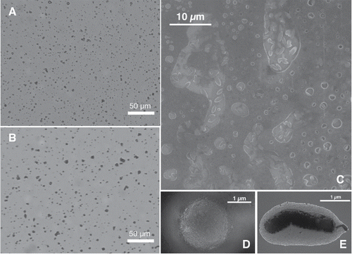 Figure 2. Images of . Particles observed using bright field optical microscopy after collection on a microscope slide with the spray chamber maintained at (a) room temperature and (b) nonuniform elevated temperature. Images obtained by electron microscopy with the spray chamber at the elevated temperature with (c) a large population of particles, in which the particles appeared as (d) closed and (e) not fully closed.
