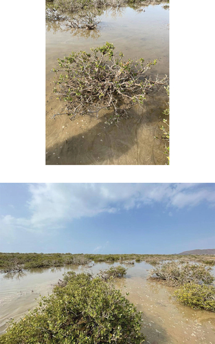 Photo A2. Presents images illustrating the effects of camel grazing on Avicennia marina within grazed mangrove locations.