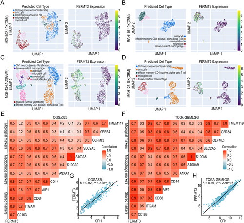 Figure 6. Analysis of single-cell RNA-seq level expression of FERMT3 and its correlation with microglia and macrophage markers. single-cell RNA-seq level expression of FERMT3 in MGH102.10X (A), MGH115.10X (B), MGH124.10X (C) and MGH125.10X (D) from CHARTS database. (E,F) Correlation with microglia and macrophage markers in CGGA325 and TCGA-GBMLGG. (G,H) Correlation between FERMT3 and SPI1 expression in CGGA325 and TCGA-GBMLGG.