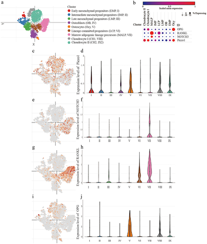 Figure 1. Detection of Piezo1, NOTCH3, RANKL/OPG in MLO-Y4 osteocytes a. The tSNE plot of the mesenchymal lineage cells; b. The bubble plot of the expression of Piezo1, NOTCH3, RANKL, and OPG among the mesenchymal lineage cells; c-d. The expression patterns of Piezo1 in tSNE plot and the violin plot; e-f. The expression patterns of NOTCH3 in tSNE plot and the violin plot; g-h. The expression patterns of RANKL in tSNE plot and the violin plot; i-j. The expression patterns of OPG in tSNE plot and the violin plot. Piezo1, Piezo Type Mechanosensitive Ion Channel Component 1; NOTCH3, Notch Receptor 3; RANKL, Receptor Activator of Nuclear Factor Kappa b Ligand; OPG, Osteoprotegerin; MALP, marrow adipogenic lineage precursor; IMP, intermediate mesenchymal progenitor; LCP, lineage committed progenitor; LMP, late mesenchymal progenitor; OB, osteoblast; EMP, early mesenchymal progenitor; Ocy, osteocyte.