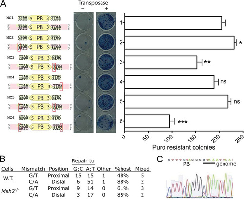 Fig 8 Mobilization and mismatch repair of PB transposons flanked by non-TTAA sites. (A) Plasmid mobilization of non-TTAA-flanked PB transposons with the indicated ends in wild-type cells. The predicted mismatches upon PB insertion into a TTAA site are shown below each plasmid sequence. Colonies were counted from separate low-density platings (n = 4). Error bars show SEMs. ns, not significant; *, **, and ***, P < 0.05, 0.01, and 0.001, respectively (two-tailed t test). (B) Repair outcome of mismatches caused by transposition of variant plasmids in wild-type (W.T.; plasmids NC2 to NC6) and Msh2 mutant (plasmid NC5 only) ES cells. Mismatches are written as transposon base/genome base. Mixed, number of mixed insertion site traces observed as shown in panel C, which are counted in the GC repair column. (C) Example of a sequencing trace (C and T coexist at position 11) showing two different repair outcomes mapping to the same genome position.