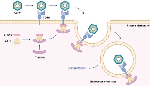 Figure 7. Schematic illustration of CD1d in enhancing ASFV endocytosis as a host factor. ASFV virions enter host cells via host factor CD1d on the cell membrane. The p72 on the surface of the ASFV virion binds with CD1d on the cell membrane. The signal is then transmitted to EPS15 in the cytoplasm to form the p72-CD1d-EPS15 axis, where CD1d recruits EPS15 through the interaction between CD1d and EPS15 intracellular domains. The process promotes the formation of EPS15-AP-2-clathrin complexes and aggregation, resulting in ASFV virions endocytosis during ASFV infection.