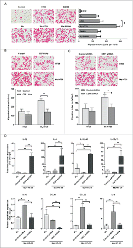 Figure 5. HT-29-derived CSF1 recruited THP-1-derived macrophages and directed their cytokines/chemokines production. (A) The CM of THP-1-derived macrophages and HT-29 cells were applied to Transwell assay, and numbers of THP-1-derived macrophages recruited by CM were counted. The SW480 CM was used as a negative control for cancer cell-derived CSF1. (B) The HT-29 CM, alone or co-cultured, were applied for Transwell assay, with/without CSF1 NAb (100 ng/mL), and recruited THP-1-derived macrophages were counted. (C) The CM of HT-29 transfected by control or CSF-shRNA were used for Transwell assay. The recruited THP-1-derived macrophages were counted. (D) THP-1-derived macrophages were co-cultured with HT-29 cells transfected by control or CSF1-shRNA for 24 h, and the transcription of typical pro- or anti-inflammatory cytokines/chemokines was measured. The cytokines/chemokines with significant change were exhibited. Mφ-HT-29: HT-29 CM after 24 h of co-culture; Mφ-SW480: SW480 CM after 24 h of co-culture. The qRT-PCR data were normalized to the control and shown as fold change. Each bar represents the mean ± SD (n = 3, *p < 0.05, **p< 0.01).