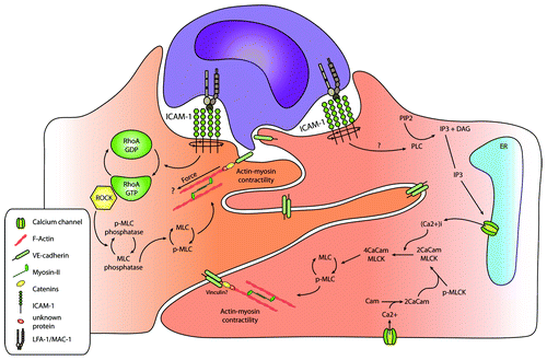 Figure 3. Leukocyte adhesion-induced endothelial tension. Leukocyte adhesion results in the induction of actin-myosin contractility, as depicted in the figure, through the Rho-ROCK pathway or calcium signaling, resulting in MLC phosphorylation. This may finally result in the opening of cell–cell junctions, and thus, be involved in facilitating leukocyte TEM.