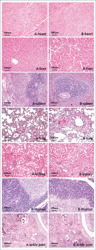 Figure 1. Histopathological analysis of various tissues from normal rats vaccinated with pcDNA-CCOL2A1 at a maximum dosage of 3 mg/kg on day 14 after a single intramuscular injection into the hind leg. H&E staining, original magnification: 200×. (A) Samples from the control rats. (B) Samples from the vaccinated normal rats. These data are representative of 3 experiments. Three separate experiments yielded similar results.