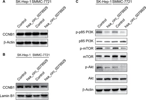 Figure 4 Overexpression of hsa_circ_0079929 inhibited PI3K/AKT/mTOR-dependent pathway and nuclear CCNB1.Notes: (A) Western blotting analysis showed decreased protein level of p-p85 PI3K, p-AKT and p-mTOR. (B) Total CCNB1 protein expression had no change after transfection. (C) Nuclear CCNB1 was reduced when transfected cells with hsa_circ_0079929. β-actin and lamin B1 represented internal control and nuclear control, respectively.Abbreviations: CCNB1, cyclin B1; p-p85 PI3K, phosphate p85 subunit of phosphoinositide 3-kinase; p-AKT, phosphate Ser/Thr protein kinase; p-mTOR, phosphate mammalian target of rapamycin.