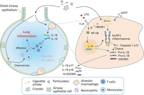 Figure 3 The role of the NLRP3 inflammasome in COPD. The exact contribution of NLRP3 inflammasome to the development of COPD is not well defined, while a variety of activators of the NLRP3 inflammasome enhance the susceptibility to the onset and progression of COPD. COPD risk factors, such as CS or silica particulates can activate the NLRP3 inflammasome in alveolar macrophages or dendritic cells, which mediates the release of pro-inflammatory cytokines, such as IL-1β and IL-18, the latter then activate particular T cell subsets and promote lung inflammation. CS may promote the production of chemokines by airway epithelial cells, which mediate the recruitment of neutrophils and monocytes. The effectors from these cells such as elastase promote lung inflammation and cause COPD-associated chronic lung injury.