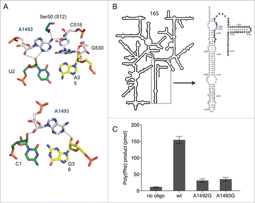 Figure 1. The split 16S rRNA decoding site. (A) Interaction of rRNA with the codon-anticodon helix. 16S rRNA nucleotides are shown in white (A1492, A1493, C518 and G530), mRNA in green (U2) and (C1) and tRNA residues in yellow (A35 and G36). Structures were modified from Demeshkina et al.Citation19 (B) The secondary structure of the 16S rRNA used for split 16S rRNA reconstitutions. The oligonucleotide added in trans to the assembly reaction is depicted in bold. Nucleotides A1492 and A1493, which were modified in this study are shown in blue. (C) The poly(U) translation activity of ribosomes composed of 12 pmol reconstituted 30S subunits and 5 pmol native E. coli 50S. Poly(Phe) product yields of in vitro assembled ribosomes in the absence (no oligo) or in the presence of the compensating wild type 57-mer (wt) and carrying A to G mutations at position 1492 or 1493 are depicted. Values are depicted as mean ± SEM from at least 4 independent experiments.