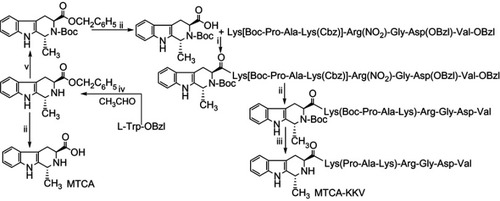 Figure 1 Preparation of MTCA-KKV. (i) DCC, HOBt, NMM and THF; (ii) H2, Pd/C and CH3OH; (iii) hydrogen chloride in ethyl acetate (4 M); (iv) H2SO4 (5 M), 60ºC; (v) DMF, (Boc)2O and trimethylamine.Abbreviations: DCC, dicyclohexylcarbodiimide; HOBt, N-hydroxybenzotriazole; NMM, N-methylmorpholine; THF, tetrahydrofuran; (Boc)2O, ditertbutyl dicarbonate; DMF, NN-dimethylformide; MTCA, (1R,3S)-1-methyl-1,2,3,4-tetrahydro-β-carboline-3-carboxylic acid; MTCA-KKV, (1R,3S)-1-methyl-1,2,3,4-tetrahydro-β-carboline-3-carboxyl-Lys(Pro-Ala-Lys)-Arg-Gly-Asp-Val.