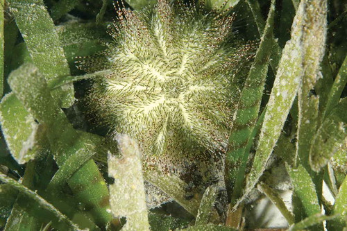 Photo 2.2 A juvenile bell’s sea urchin (Salmacis belli) has a light green body and short spines, typically banded with green or brown colors, to fit in with the seagrass leaves. Adults, in contrast, have white body with brown rectangular clusters of short spines on coral reefs. Photo by Jianguo Du in Trat, Thailand.
