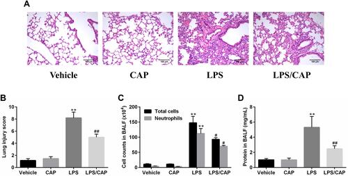 Figure 9 Capsaicin (CAP) treatment attenuates lipopolysaccharide (LPS)-induced acute lung injury. (A) Hematoxylin and eosin staining of lung specimens 24 h after LPS stimulation (original magnification ×200). (B)The histological changes were scored at the 24 h time points. (C) The cell counts in BALF 24 h after LPS stimulation. (D) BALF protein concentrations were assessed 24 h after LPS stimulation. Data are presented as mean ± SD (n = 6–8 for each group). **p < 0.01 versus the vehicle group; #p < 0.05 and ##p < 0.01 versus the LPS group. Three independent experiments were performed.