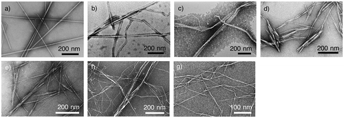 Figure 1. Transmission electron microscopy images of various NC materials. (a) Tunicate nanowhiskers, (b) tunicate nanofibres, (c) BC nanofibres, (d) cotton nanowhiskers, (e) Japanese cedar nanowhiskers, (f) Japanese cedar nanofibres, and (g) 2,2,6,6-tetramethylpiperidine-1-oxyl (TEMPO) radical-oxidized nanofibres of Japanese cedar cellulose. Reprinted with permission from [Citation73]. Copyright 2015 American Chemical Society.