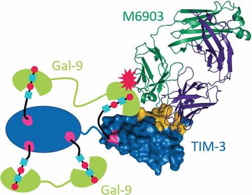 Figure 6. Model for M6903 partial competition with Gal-9 binding. Crystal structure of the Fab of M6903 bound to TIM-3 Ig-V domain (right side of figure) with a depiction of Gal-9 (represented as green cartoons) binding to the glycans on the TIM-3 Ig-V domain and the TIM-3 mucin domain (represented as a blue oval). Glycans are depicted as cyan squares and red circles bound by Gal-9. Coloring as in Fig 2A with Asn-99, as well as three additional predicted sites of glycosylation in the mucin domain colored magenta. Non-glycan mediated interaction to the IgV domain of TIM-3 is also shown schematically, although the exact binding site is unknown.Citation38 Partial competition is represented by a red explosion symbol. The N- or C-terminal CRD of Gal-9 may bind to any of the glycans, and this may explain competition