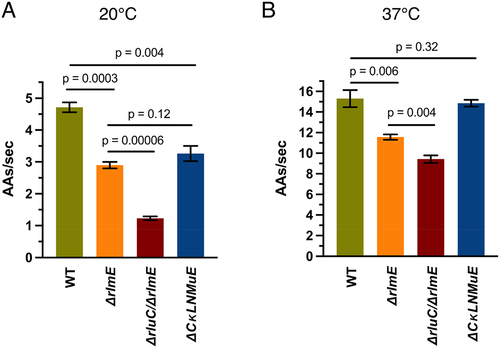 Figure 5. Influence of rRNA modification enzyme KOs on in vivo elongation rates measured by β-galactosidase induction at 20°C (A) and 37°C (B). Error bars are standard errors, n = 3.