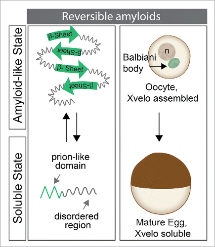 Figure 1. Amyloid-like assembly of Xvelo is regulated in oogenesis. In early stage oocytes, Xvelo self-assembles to drive formation of the Balbiani body and displays amyloid-like properties. As the oocyte matures, Balbiani body disperses. Although Xvelo is still present in mature oocytes, called eggs, it does not show amyloid-like characteristics.