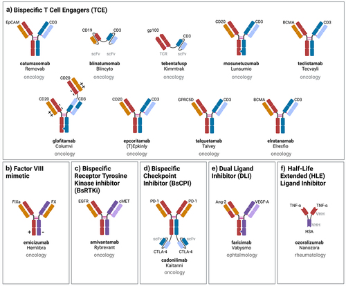 Figure 2. Schematic representation, indication and mechanism of action of approved bsAbs: a) T cell engagers (TCE), b) factor VIII mimetic, dual signaling inhibition: c) bispecific receptor tyrosine kinase (RTK) inhibitor (BsRtki), d) bispecific checkpoint inhibitor (BsCPI), e) dual ligand inhibitor (DLI), f) half-life extended (HLE) ligand inhibitor. Created with Biorender.com.
