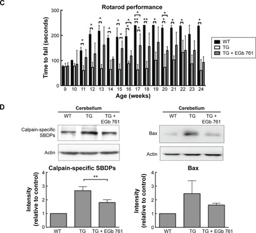 Figure 5 Protective effects of EGb 761 in the SCA 17 transgenic mice (TG).