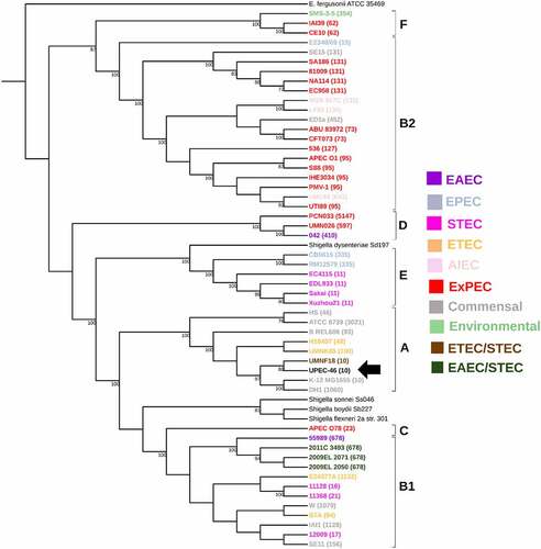 Figure 1. Whole genome-based phylogenetic of UPEC-46 and reference E. coli strains. The maximum-likelihood phylogenetic tree was constructed with 1,000 bootstrap replicates. The tree was visualized with iTOL and E. coli pathotypes or E. coli groups are indicated by colors. ST numbers from the MLST analysis for each strain are given in parentheses and phylogroups appointed. The UPEC-46 strain is indicated by a black arrow. E. fergusonii serves as an outgroup