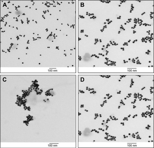 Figure 3 TEM images of AuNPs: (A) pure AuNPs in citrate buffer, (B) PEP-AuNPs immediately after the synthesis, (C) PEP-AuNPs before centrifugation, (D) and PEP-AuNPs after centrifugation.Note: Scale bars =100 µm.Abbreviations: AuNP, gold nanoparticle; PEP-AuNP, peptide-capped AuNP; TEM, transmission electron microscopy.
