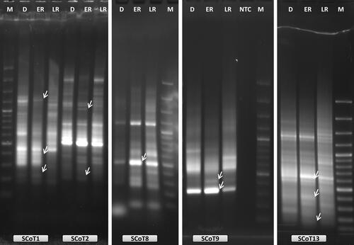 Figure 2. Examples of oligo-dT anchored cDNA-SCoT analysis with five different SCoT primers (SCoT1, SCoT2, SCoT8, SCoT9 and SCoT13) during RAF in H. rhodopensis. D: freezing desiccated state; ER: early recovery (1 + 3 h); LR: late recovery (24 h + 7 d); NTC: PCR reaction without cDNA; M: 100 bp Plus™; arrows indicate the differentially expressed bands that were selected for reamplification and sequencing.