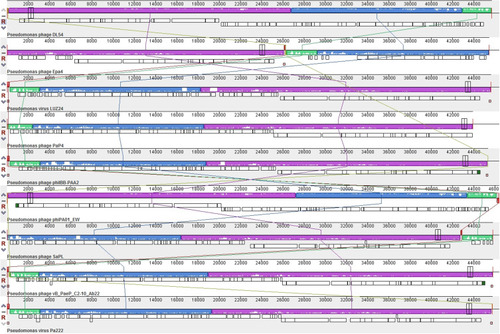 Figure 5 Multiple genome alignment generated by Mauve software (http://asap.ahabs.wisc.edu/mauve/). Genome similarity is represented by the height of the bars, which correspond to the average level of conservation in that region of the genome sequence. Completely white regions represent fragments that were not aligned or contained sequence elements specific to a particular genome.