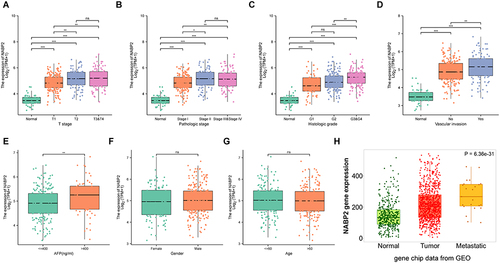 Figure 3 Association between NABP2 expression and clinical factors. (A–C) NABP2 mRNA expression in normal liver tissues and LHIC tissues from TCGA with different T stage (A), pathologic tumor stages (B), and histological tumor grades (C). (D) The expression of NABP2 between the LHIC patients with and without vascular invasion. (E) The different expression of NABP2 between the LHIC patients with AFP less than and more than 400ng/mL.(F and G) Box plot revealing the relationship between NABP2 expression and other different clinical factors, including gender (F) and age (G). (H) NABP2 gene expression in normal liver and liver cancer tissues without and with metastasis from GEO analyzed in TMNplot online tool. (*p value < 0.05; **p value < 0.01; ***p value < 0.001).