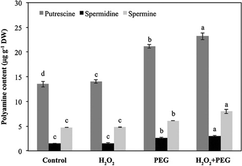 Figure 4. Effect of exogenous H2O2 on polyamine content in the leaves of detached maize seedlings under osmotic stress conditions.