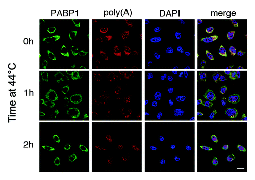 Figure 1. Heat shock results in PABP1 relocalization to stress granules but not the nucleus. HeLa cells were incubated at 44°C for the indicated time and fixed. Poly(A)-RNA (red) and PABP1 (green) were detected by FISH using an oligo dT40 probe and immunofluorescence, respectively.Citation19 Stress granules are visible after 1 h treatment as cytoplasmic foci containing both PABP1 and poly(A) RNA. Scale bars: 20 µm.