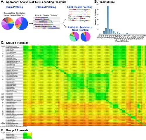 Figure 2. Genetic Diversity of T4SS-encoding Plasmids. (A) Schematic approach for the systematic study of T4SS-encoding plasmids. (B) Plasmid size, plotted as a bar graph in 5 kb intervals. (C and D) Heat maps of T4SS-encoding plasmids. The colours are plotted from green (high similarity) to red (low similarity), with the associated numbers reflecting the percentage similarity. Plasmids are designated as Group 1 (C) or Group 2 (D).