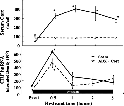 Figure 4 Glucocorticoids do not mediate the rapid decline of CRF gene transcription during stress. Plasma corticosterone levels (A) and CRF hnRNA levels in the PVN (B) during the course of 3 h restraint stress in sham-operated and adrenalectomized (ADX) rats receiving constant levels of corticosterone (Cort) via subcutaneous implants. Rats were killed by decapitation at the indicated time points. Data points are the mean and SE of the values obtained in five rats per experimental group. * p < 0.001 compared to basal; # p < 0.05 compared to basal sham-operated rats. From Shepard et al. (Citation2005).