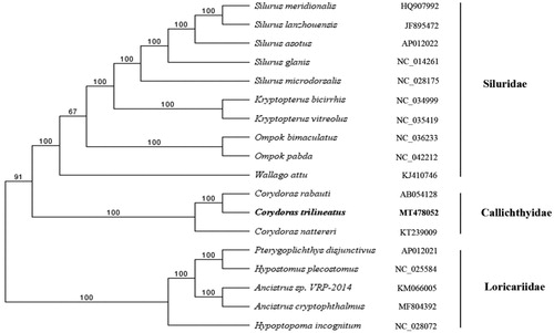 Figure 1. UPGMA phylogenetic tree based on the complete mitochondrial genome sequence. Note the bold Latin name represents the species in this study. The codes followed the Latin names were GenBank accession numbers for each mitogenomes.