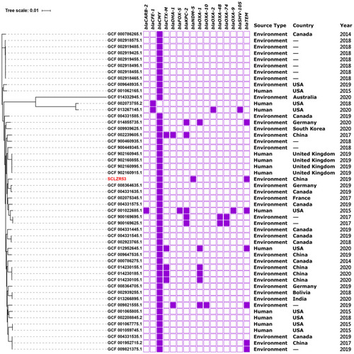 Figure 4 A phylogenetic analysis of the core genomes of C. braakii SCLZR53 identified in this study and 50 additional C. braakii strains available from GenBank. SCLZR53 is indicated in red. The presence or absence of antibiotic resistance genes is indicated by filled or empty squares, respectively. The tree scale indicates substitutions per site.