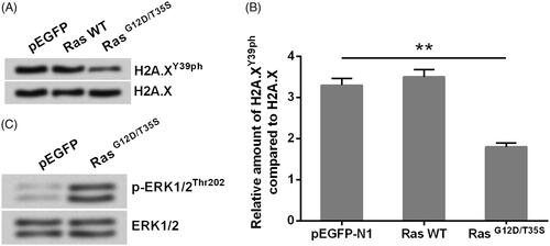 Figure 1. H2A.XY39ph was regulated via Ras-ERK1/2 signalling. MP65 cells were transfected with pEGFP-N1 vector (an empty plasmid), RasG12D/T35S plasmid, or Ras WT plasmid. H2A.XY39ph expression was examined through (A) Western blot followed by (B) densitometry analysis. **p < .01 (n = 3), pEGFP-N1 versus RasG12D/T35S. (C) ERK1/2 expression was measured by Western blot.