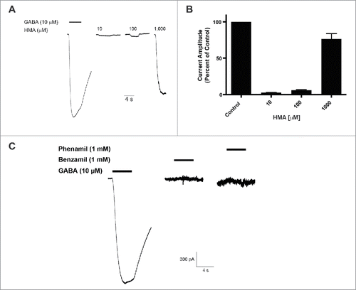 Figure 5. HMA generates a GABA-(A)like current in transfected HEK293T cells expressing hGABA-(A)ρ1 receptor. (A) Pooled responses of HMA mediating a GABA-A like current in transfected HEK293T cells are shown and scaled for comparison according to their respective controls. (B) A summary of the normalized responses of HMA-mediated GABA-A like current is shown. Data are the mean ± SEM of n ≥ 3 cells. (C) Benzamil and phenamil failed to elicit a response in hGABA-A ρ1 receptor transfected cells.