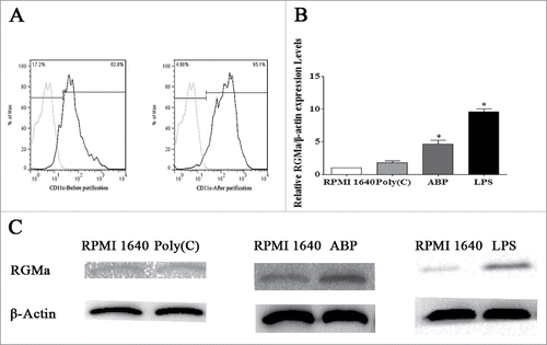 Figure 1. RGMa expression in DCs treated with ABP and LPS. (A) DCs were purified using MACS columns and characterized by flow cytometry. Light-colored lines represent background stained with isotype control mAbs, and dark-colored lines represent CD11c staining. (B) Real-time PCR indicated relative RGMa mRNA expression in DCs after Poly (I:C), ABP and LPS treatment for 24 h. (C) Western blotting showed the relative cell membrane expression of RGMa/β-actin in DCs after Poly (I:C), ABP and LPS treatment for 24 h. Data were expressed as the mean ± SEM of three independent experiments. *P< 0.05 vs. RPMI 1640 DCs