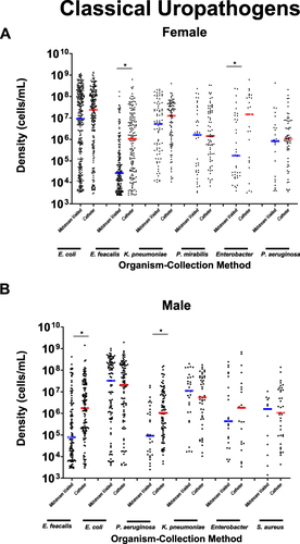 Figure 2 Microbial densities of the top 6 detected classical uropathogenic bacteria for female (A) and male (B) subjects. Each dot represents the non-zero microbial density (plotted along the y-axis) for a single microorganism detected by either collection method (arranged along the x-axis) in a single specimen. Blue and red lines indicate the median values for the midstream voided and catheter-collected specimens, respectively. *p < 0.05.