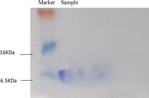 Figure 6. Tricine-SDS-PAGE electrophoresis.