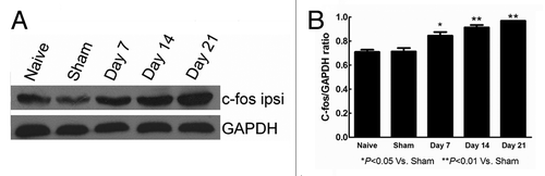 Figure 5. The expression of c-fos protein determined by western blot in naive, sham, day 7, 14, 21 rats. (A) The western blot results of c-fos and GAPDH were showed. (B) C-fos/GAPDH ratio histogram reveals that the c-fos expression were significantly higher in day 7, day 14, day 21 than in sham group. *p < 0.05, **p < 0.01.